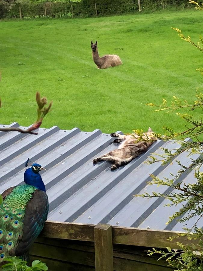 The Peacock Shepherds Hut At Hafoty Boeth コーウェン エクステリア 写真